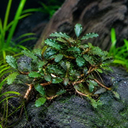 Bucephalandra pygmaea bukit - pygmaea,