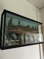 Fish taxidermy trout 1913 the