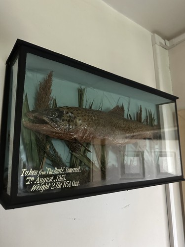 Fish taxidermy trout - , 1913
