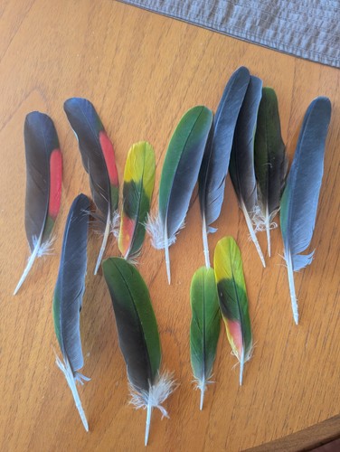 Amazon parrot feathers x12 - amazon,