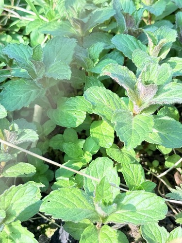 Bare rooted mint plug - bare,