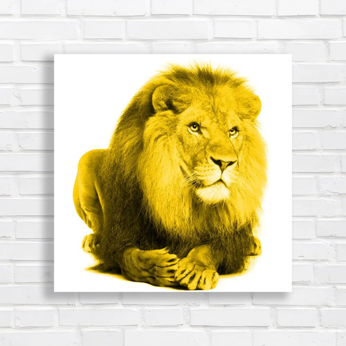 Portrait laying lion square - of,