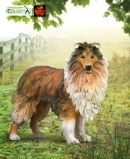 Rough Long Haired Collie Dog
