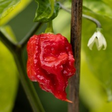 3x Carolina Reaper Chilli