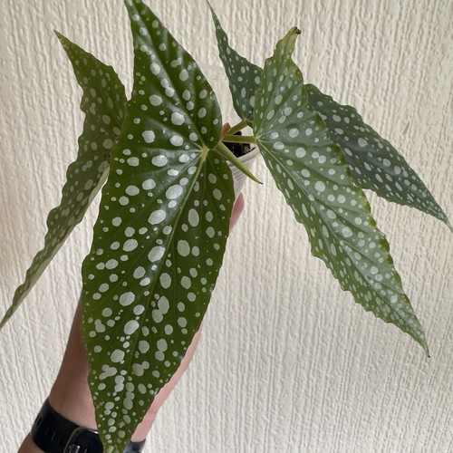 Begonia maculata double - begonia,