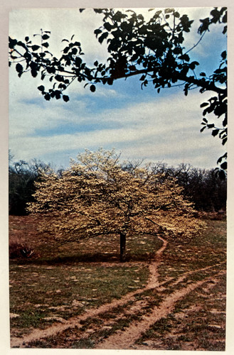 Dogwood tree near hearne - near,
