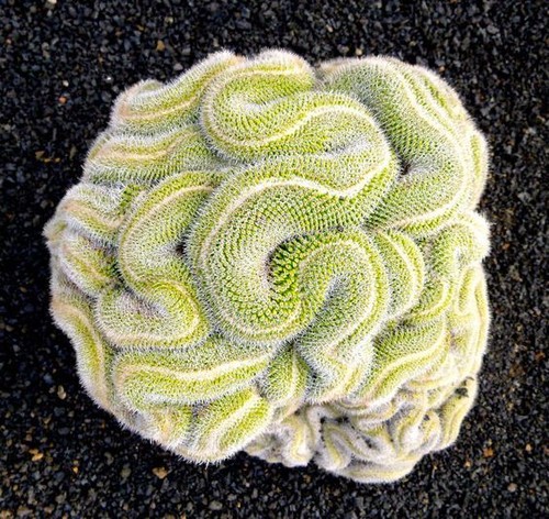 Green brain cactus seeds - cactus,