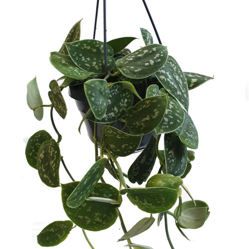 Satin pothos scindapsus - scindapsus, pictus