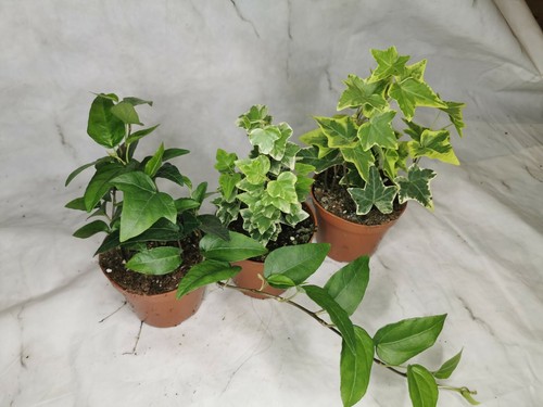 Hedera mix indoor - indoor, outdoor