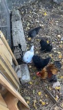 Mixed Bantam 6 Eggs mix of