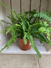 Boston fern houseplant