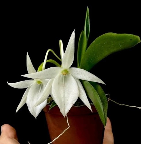 Angraecum kruger stars leonis - angraecum, (leonis