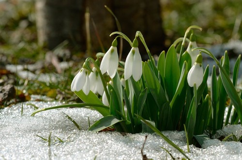 Galanthus woronowii single - galanthus,