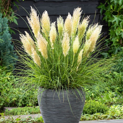 Cortaderia tiny pampa pampas - 'tiny, pampa'