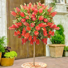 Callistemon Laevis Scarlet