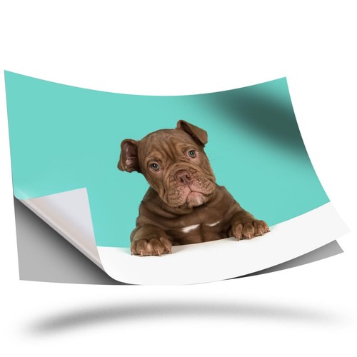 Vinyl sticker cute - x,