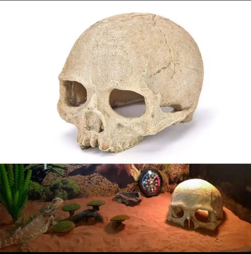 Reptile invert cage skull - reptile, or