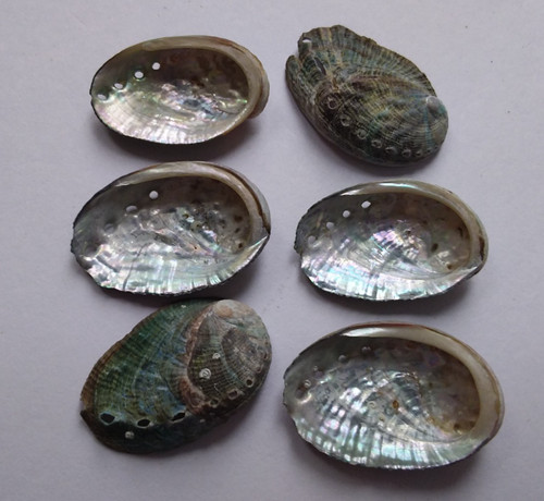 Natural iridescent abalone - natural,