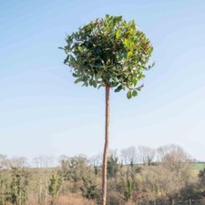 Arbutus unedo (Strawberry Tree) - Hardy Shrub with Year-Round Interest 1x 10L