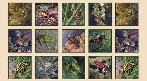 Amazing frogs on - frogs,