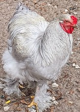 5+1  Breeder Quality Lavender