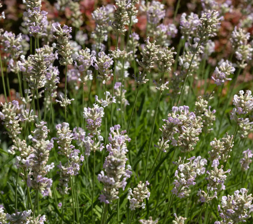 Lavender edelweiss white - lavender,