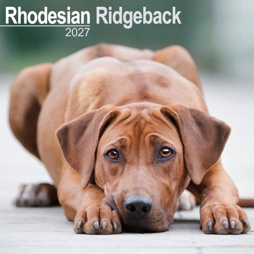 Rhodesian ridgeback calendar - rhodesian,