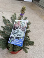 Picea pungens ‘Super Blue’