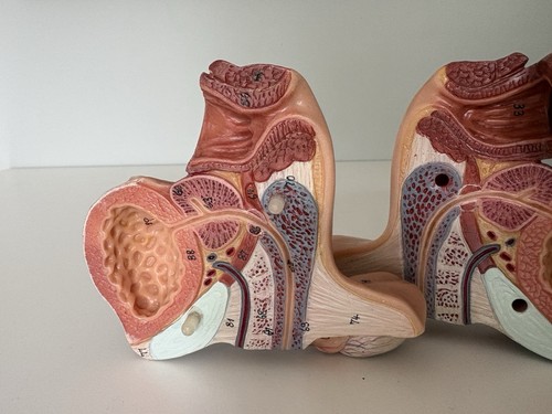 Male organ anatomical model - male,