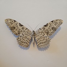 Thysania Agrippina White Witch