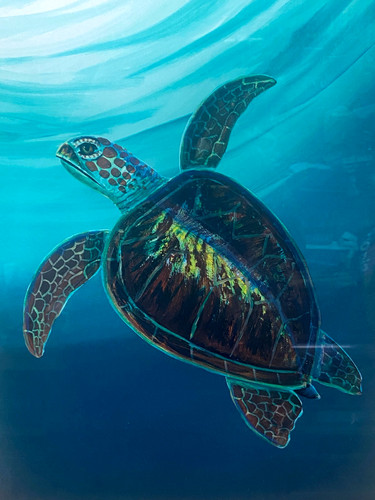 Robert wyland rare turtle - robert,