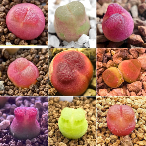 Conophytum ophthalmophyllum - conophytum,