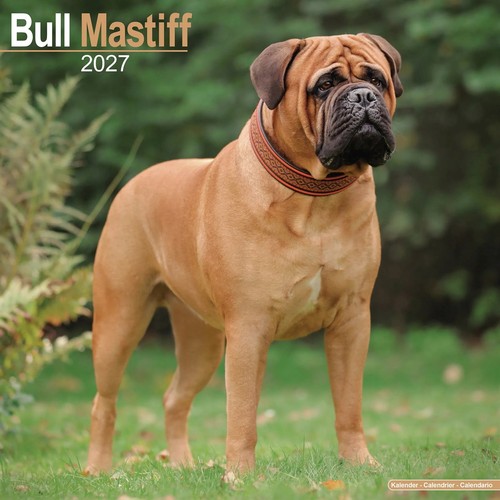 Bullmastiff calendar 2027 - bullmastiff,