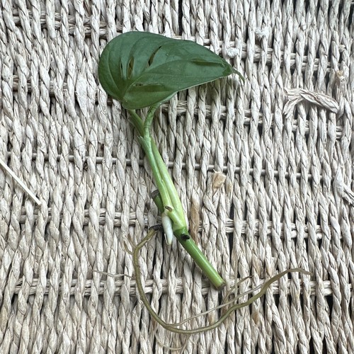 Monstera adansonii swiss - monstera,