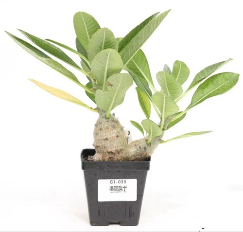 Pot 5cm succulent live - succulent, plant