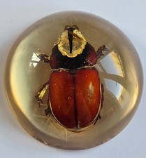 Vintage Lucite Scarab Beetle