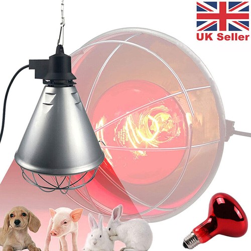 Infrared heat lamp poultry - heat,