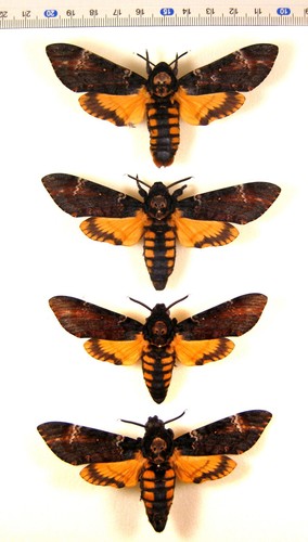 Sphingidae acherontia atropos - sphingidae,