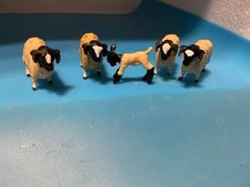 Four Britains Farm  Scottish  Black Face Sheep And One Lamb