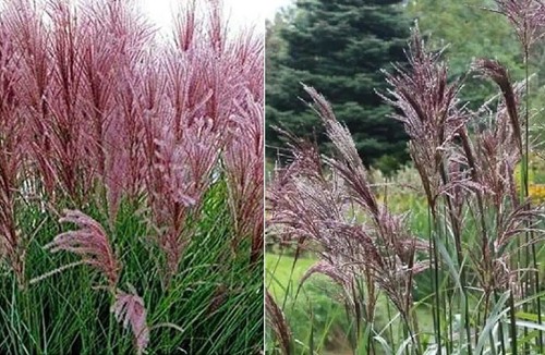 Miscanthus sinensis new - sinensis, "new