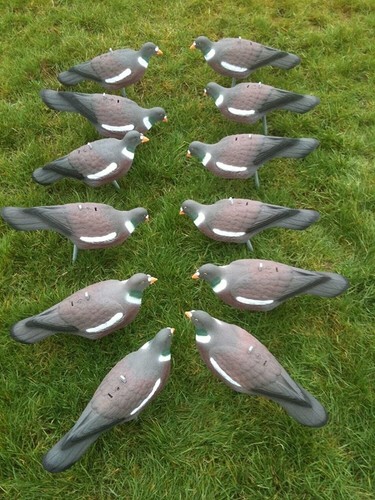 Garden pest pigeon decoy - pest,