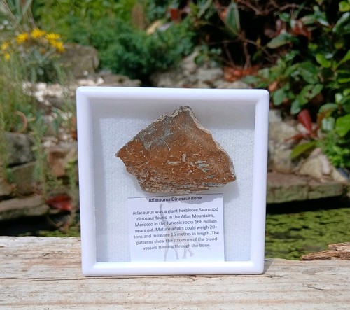 Dinosaur sauropod bone slice - dinosaur,