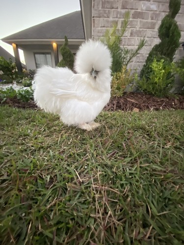 Show quality silkie chicken - 6,