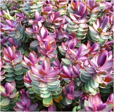 [x3] Hebe 'Red Edge' | Multi-Pack | Evergreen Shrubs | Pot Plants