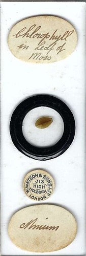 Chlorophyll mnium moss leaf - mnium,