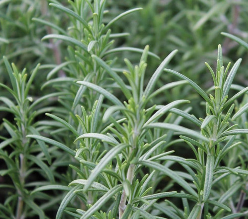 Rosemary plant very aromatic - ,