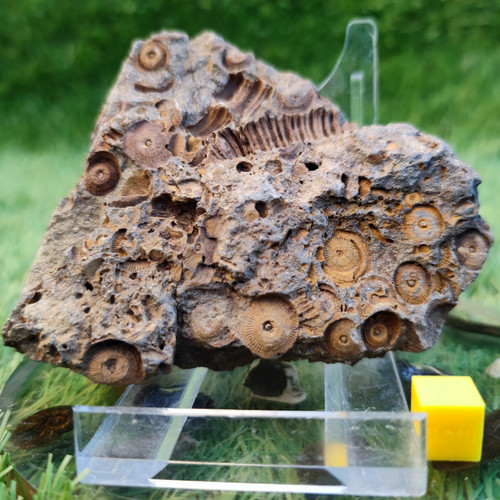 Large jurassic coral - jurassic,