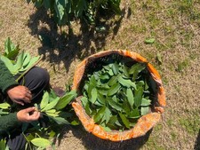 Premium A-Grade Bay Leaves