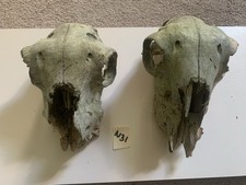 2 Real Sheep Skull Taxidermy Art Craft Curio Skull Tattoo Halloween 