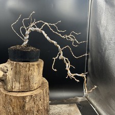 Shohin Japanese Larch Bonsai Tree